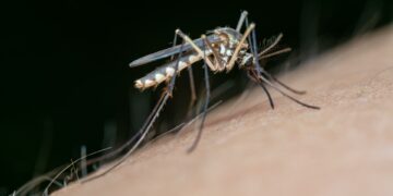 Precaución ante el aumento de mosquitos del Virus de Nilo tras las lluvias