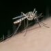 Precaución ante el aumento de mosquitos del Virus de Nilo tras las lluvias