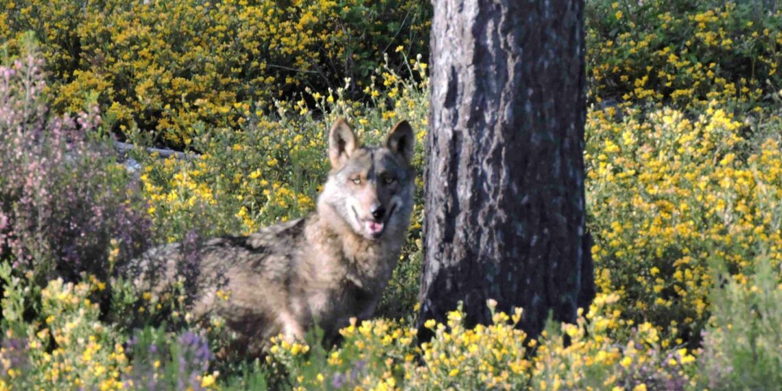 Ecologistas en Acción solicita a la Junta de Andalucía que «catalogue al lobo como especie en peligro de extinción»