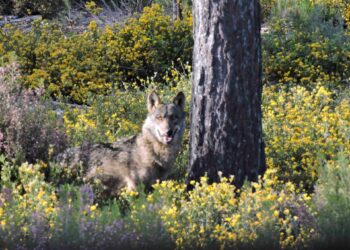 Ecologistas en Acción solicita a la Junta de Andalucía que «catalogue al lobo como especie en peligro de extinción»