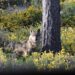 Ecologistas en Acción solicita a la Junta de Andalucía que «catalogue al lobo como especie en peligro de extinción»