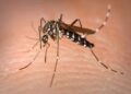 Andalucía usará Inteligencia Artificial para detectar mosquitos que transmitan enfermedades