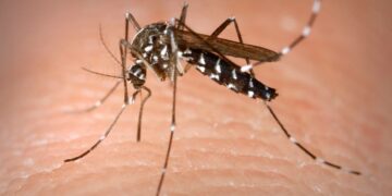 Andalucía usará Inteligencia Artificial para detectar mosquitos que transmitan enfermedades