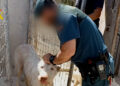 58 investigados por mutilar a más de mil perros en varias provincias de Andalucía