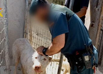 58 investigados por mutilar a más de mil perros en varias provincias de Andalucía