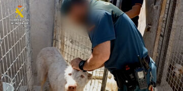 58 investigados por mutilar a más de mil perros en varias provincias de Andalucía