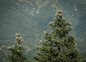 La recolecta de piña de pinsapo supera  los 1.500 kilos y favorecerá la recuperación de Sierra Bermeja