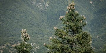 La recolecta de piña de pinsapo supera  los 1.500 kilos y favorecerá la recuperación de Sierra Bermeja