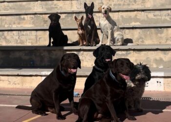 Casi una decena de perros se convierten en profesores por un día