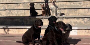 Casi una decena de perros se convierten en profesores por un día