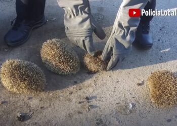 Investigados tres jóvenes por maltrato animal al ser sorprendidos quemando erizos con un soplete