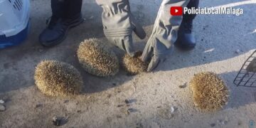 Investigados tres jóvenes por maltrato animal al ser sorprendidos quemando erizos con un soplete