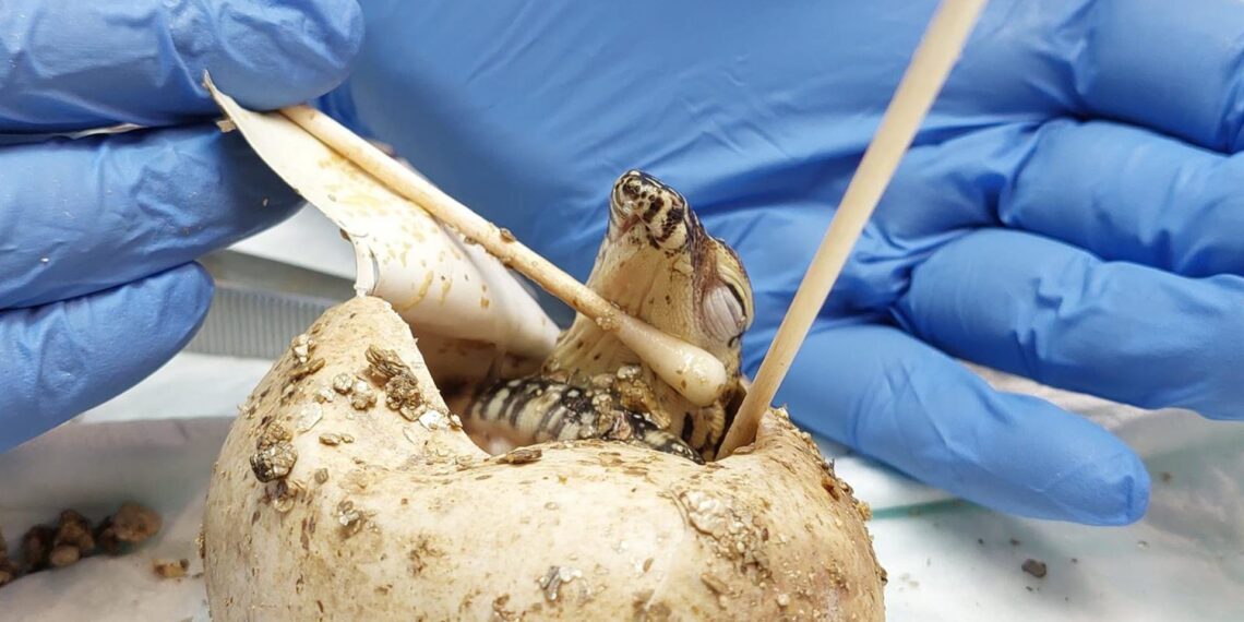 La curiosa historia de Juanito, la cría de dragón de Komodo de Bioparc que venía con un gemelo