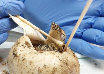 La curiosa historia de Juanito, la cría de dragón de Komodo de Bioparc que venía con un gemelo