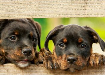 Feria de perros, comic, flamenco o teatro: Estos son los mejores planes para este fin de semana en la Costa del Sol