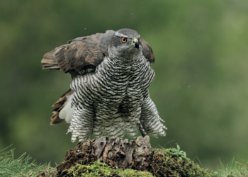 Un paseo por el interior de la Tierra: Conociendo Sierra Bermeja