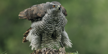 Un paseo por el interior de la Tierra: Conociendo Sierra Bermeja