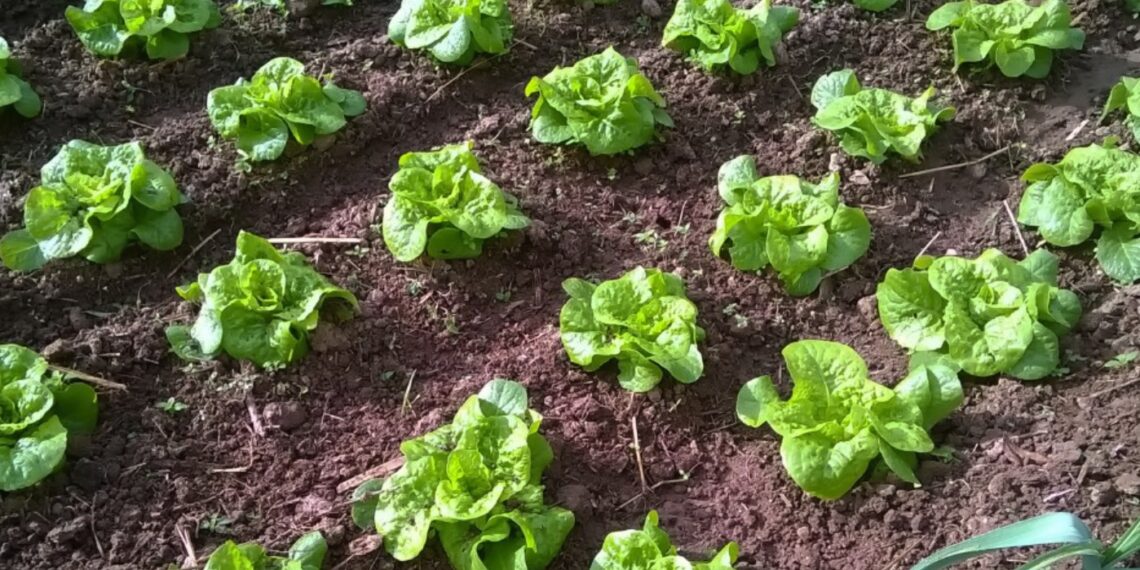 El Ayuntamiento de Benahavís abre el plazo para solicitar el uso de huertos urbanos