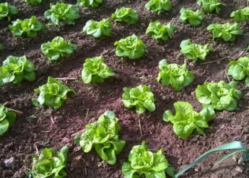 El Ayuntamiento de Benahavís abre el plazo para solicitar el uso de huertos urbanos