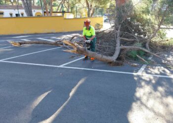 Marbella registra más de 60 incidencias ocasionadas por las fuertes rachas de viento el pasado miércoles