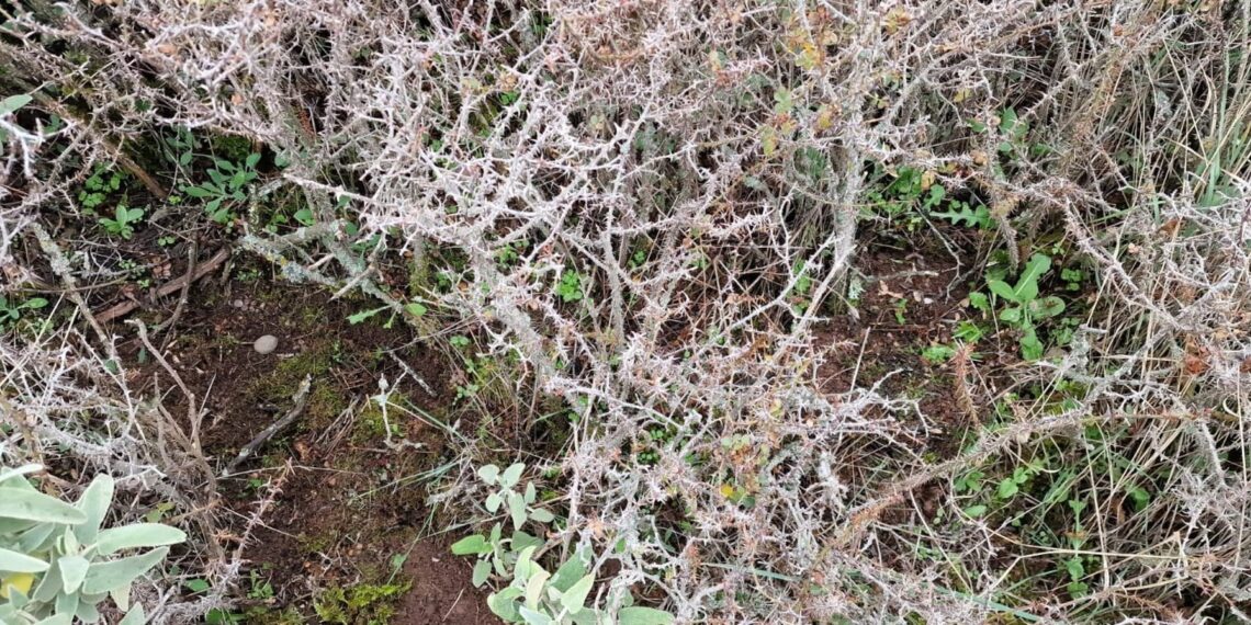 La Diputación colabora con la Junta y Cifal para repoblar los pinsapos de Sierra Bermeja y Sierra de las Nieves