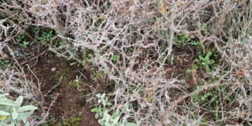 La Diputación colabora con la Junta y Cifal para repoblar los pinsapos de Sierra Bermeja y Sierra de las Nieves