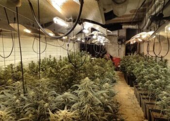 Desarticulan una red dedicada al cultivo de marihuana en la provincia