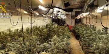 Desarticulan una red dedicada al cultivo de marihuana en la provincia
