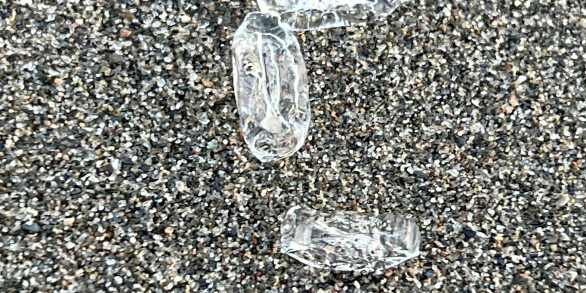 ¿Pero éste qué animal es?: vuelven las salpas a las playas de la Costa del Sol