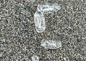 ¿Pero éste qué animal es?: vuelven las salpas a las playas de la Costa del Sol