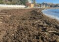 Retiran 50 toneladas de algas asiáticas de las playas de Benalmádena
