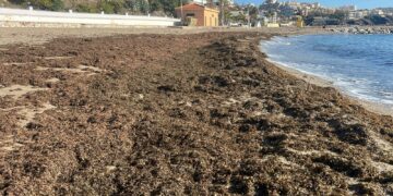 Retiran 50 toneladas de algas asiáticas de las playas de Benalmádena