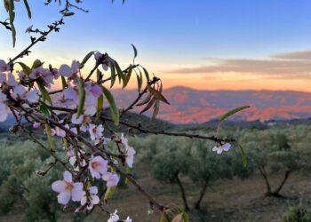 Los almendros comienzan a florecer en Málaga: estos son los mejores lugares para verlos
