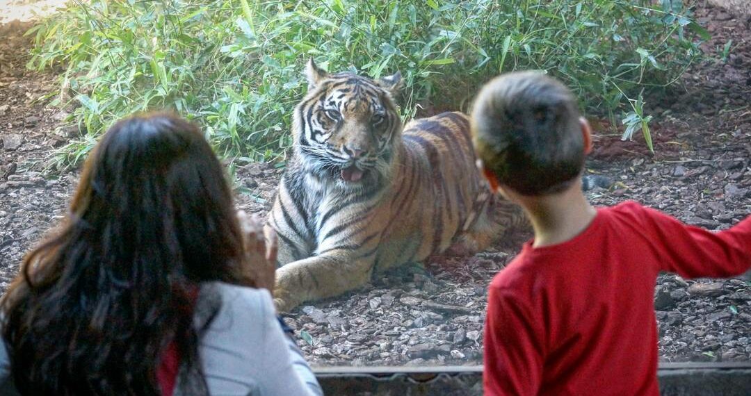 Bioparc Fuengirola se coloca entre las diez mejores atracciones de la provincia
