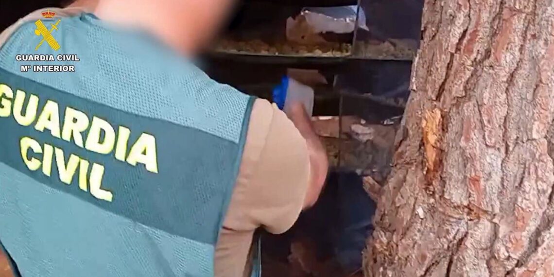 Nueve detenidos por deforestar un paraje natural para plantar marihuana