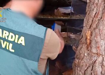 Nueve detenidos por deforestar un paraje natural para plantar marihuana
