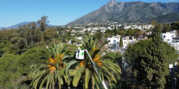Marbella realizó en 2023 más de 30.200 intervenciones en materia de sanidad vegetal