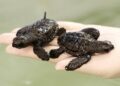 Sobreviven 54 de las crías de tortuga encontradas este verano en Marbella