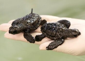 Sobreviven 54 de las crías de tortuga encontradas este verano en Marbella