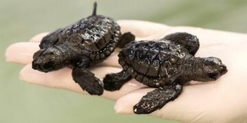 Sobreviven 54 de las crías de tortuga encontradas este verano en Marbella