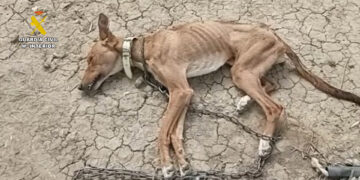 Investigadas 34 personas por tener en estado «deplorable» a más de un centenar de animales