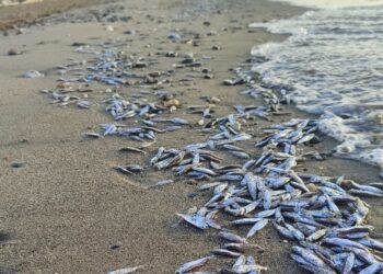 Aparecen cientos de peces muertos en la Playa La Rada de Estepona