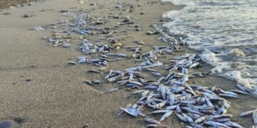 Aparecen cientos de peces muertos en la Playa La Rada de Estepona