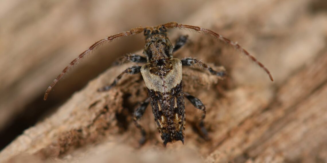 'Pogonocherus pepa' en Sierra Bermeja / Imagen: Felipe Roman Requena.