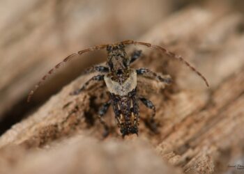 'Pogonocherus pepa' en Sierra Bermeja / Imagen: Felipe Roman Requena.
