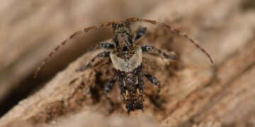 'Pogonocherus pepa' en Sierra Bermeja / Imagen: Felipe Roman Requena.