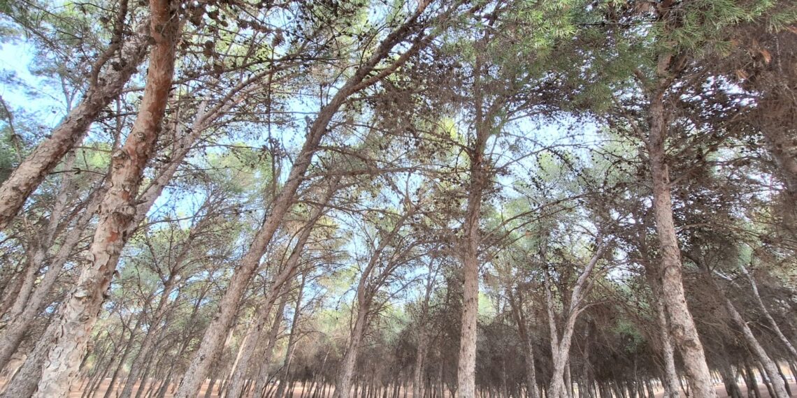 Torremolinos celebra la I carrera por montaña `Cañada del Lobo´ el próximo 3 de marzo