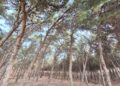 Torremolinos celebra la I carrera por montaña `Cañada del Lobo´ el próximo 3 de marzo