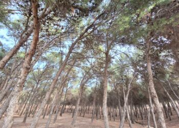 Torremolinos celebra la I carrera por montaña `Cañada del Lobo´ el próximo 3 de marzo