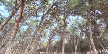 Torremolinos celebra la I carrera por montaña `Cañada del Lobo´ el próximo 3 de marzo